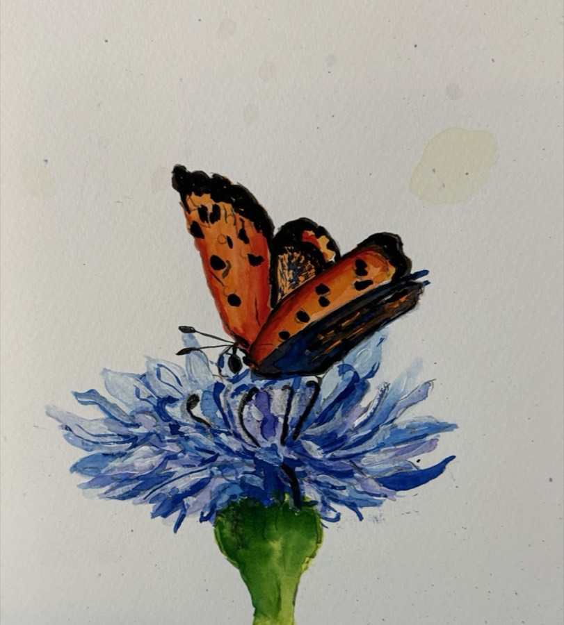 Watercolor butterfly on a cornflower by Jean Richards